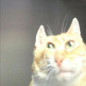 Meet your Posher, Babysoftie